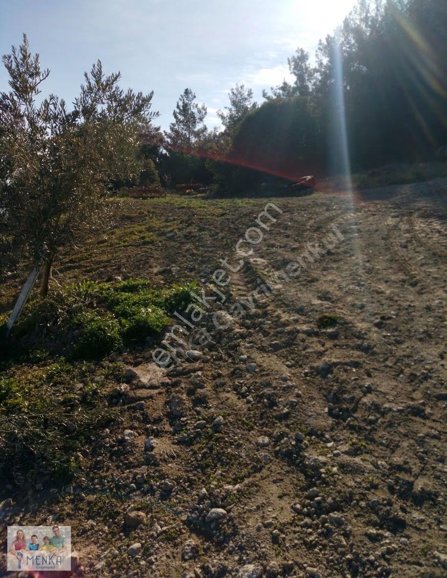 Köye Yakın Doğa Manzaralı Havadar Zeytinlik - Görsel 6