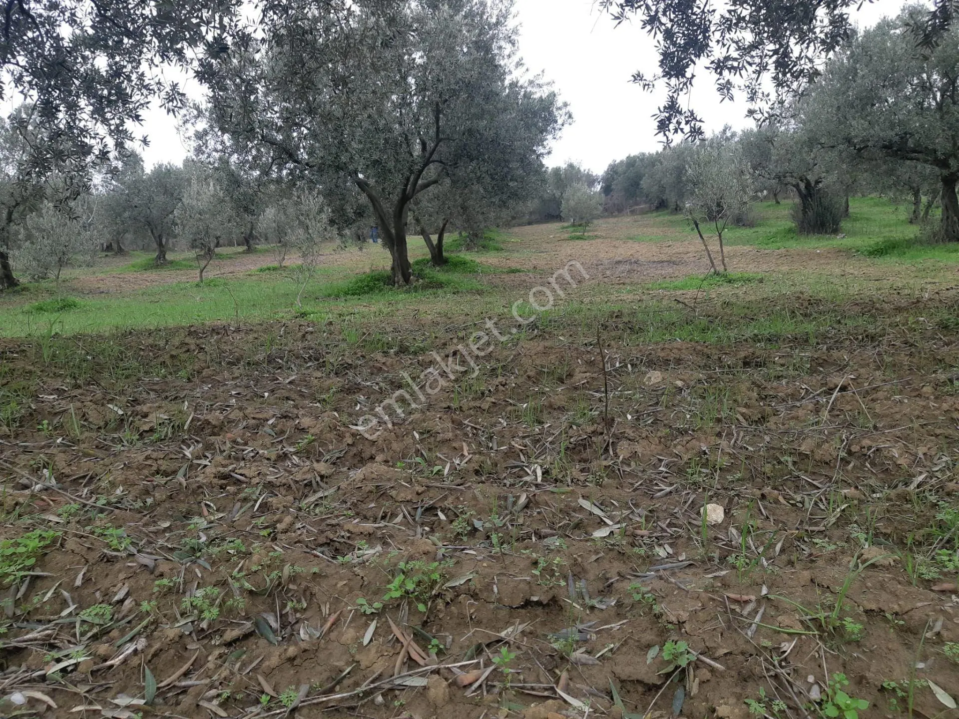 Tekirdağ Şarköy Müref.de Satılık Arsa - Görsel 4