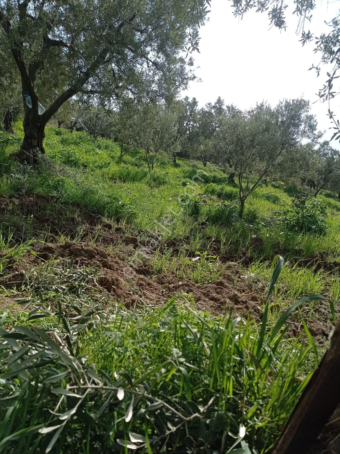 Tekirdağ Şarköy Müref.de Satılık Arsa - Görsel 6