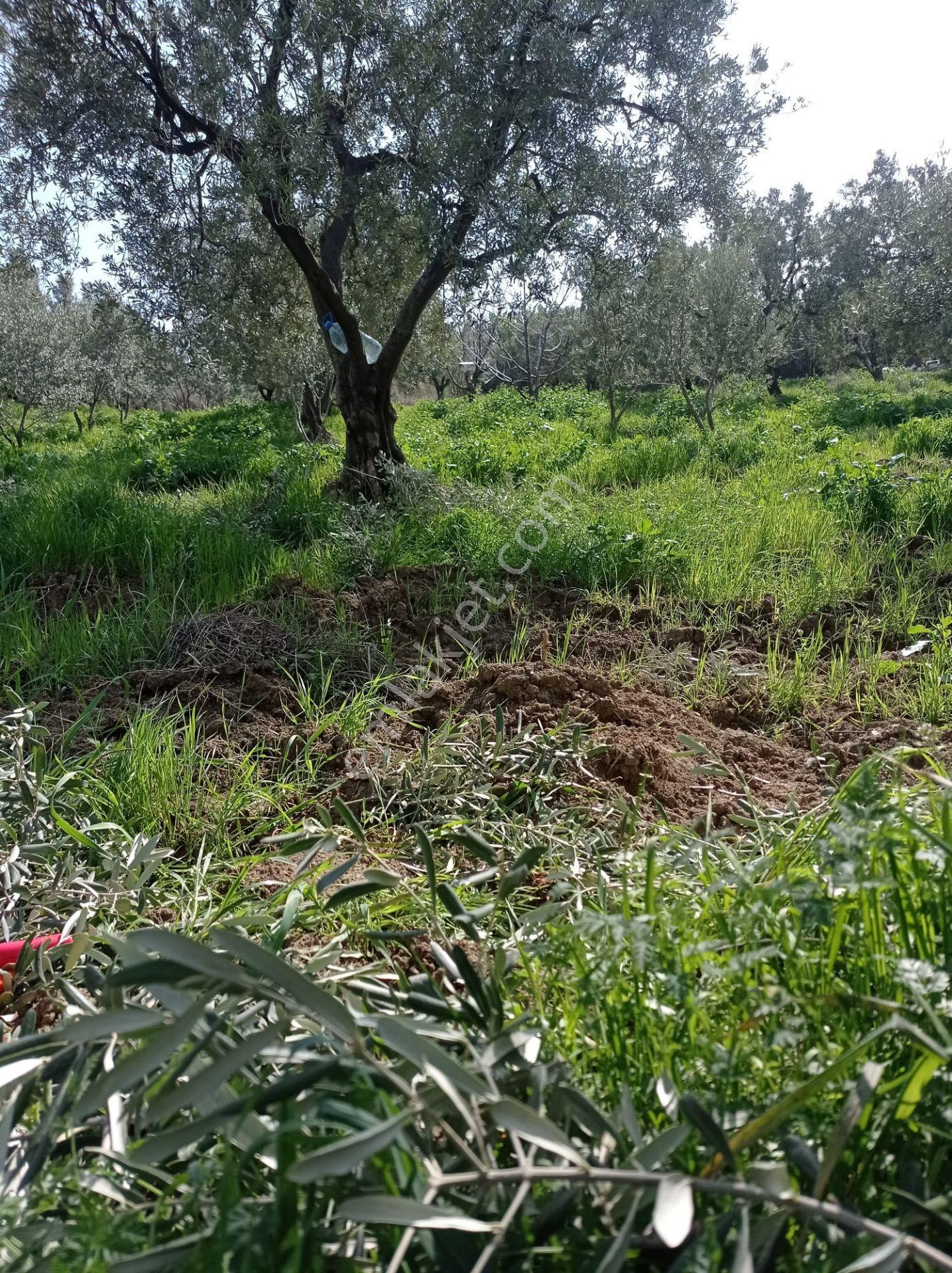 Tekirdağ Şarköy Müref.de Satılık Arsa - Görsel 12