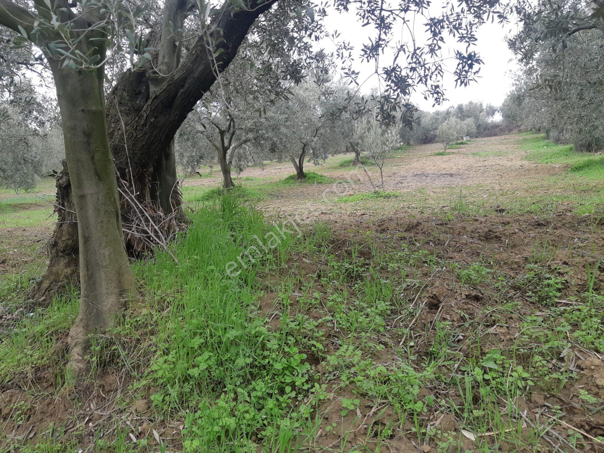 Tekirdağ Şarköy Müref.de Satılık Arsa - Görsel 7