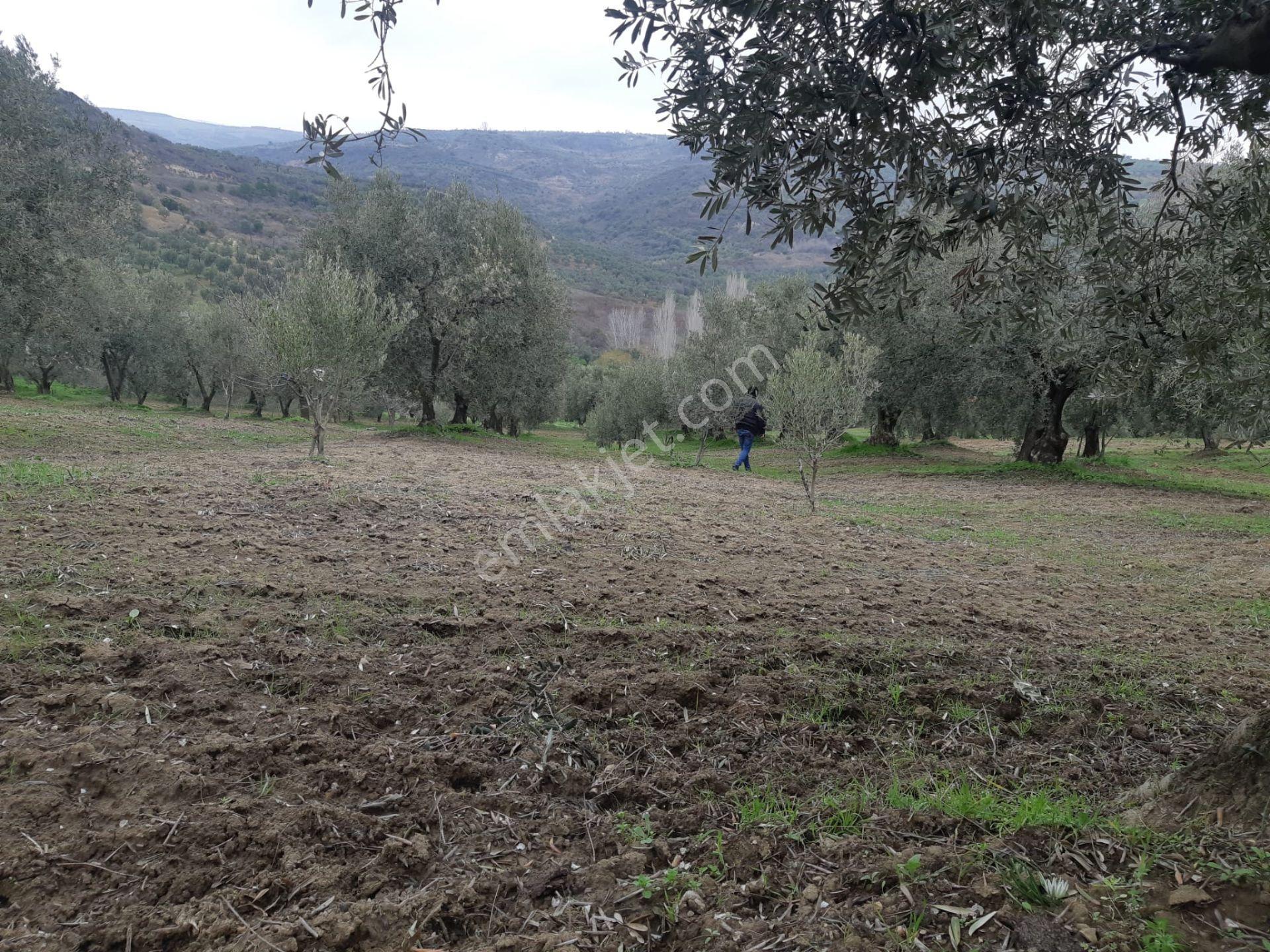 Tekirdağ Şarköy Müref.de Satılık Arsa - Görsel 8