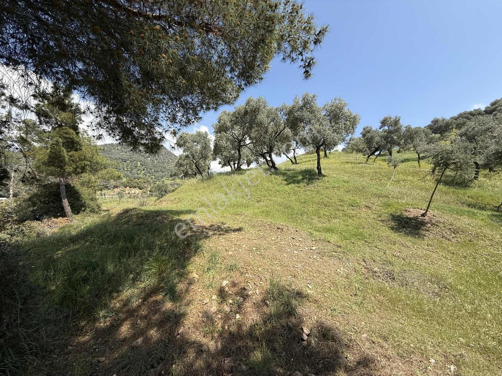 Remax Pin'den Danişmentte 4381 M2 Ana Yola Cephe Zeytinlik - Görsel 6