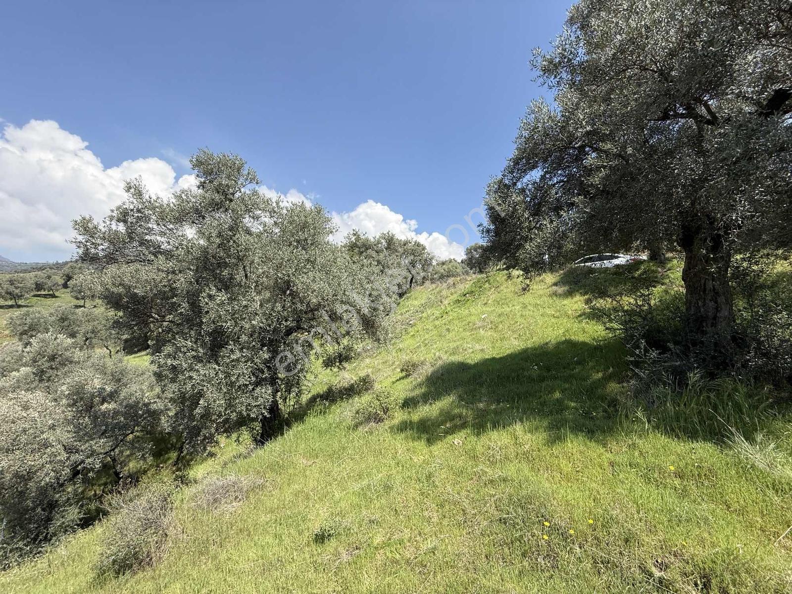 Remax Pin'den Danişmentte 4381 M2 Ana Yola Cephe Zeytinlik - Görsel 3