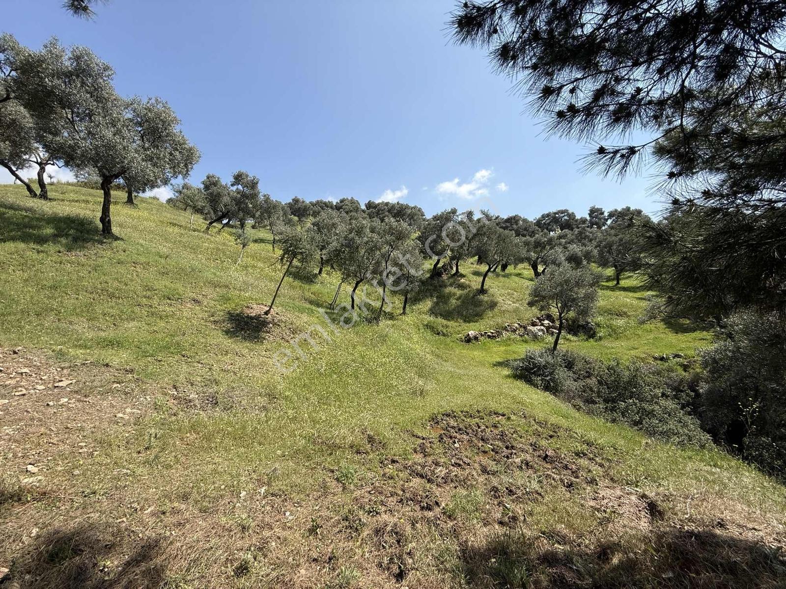 Remax Pin'den Danişmentte 4381 M2 Ana Yola Cephe Zeytinlik - Görsel 11