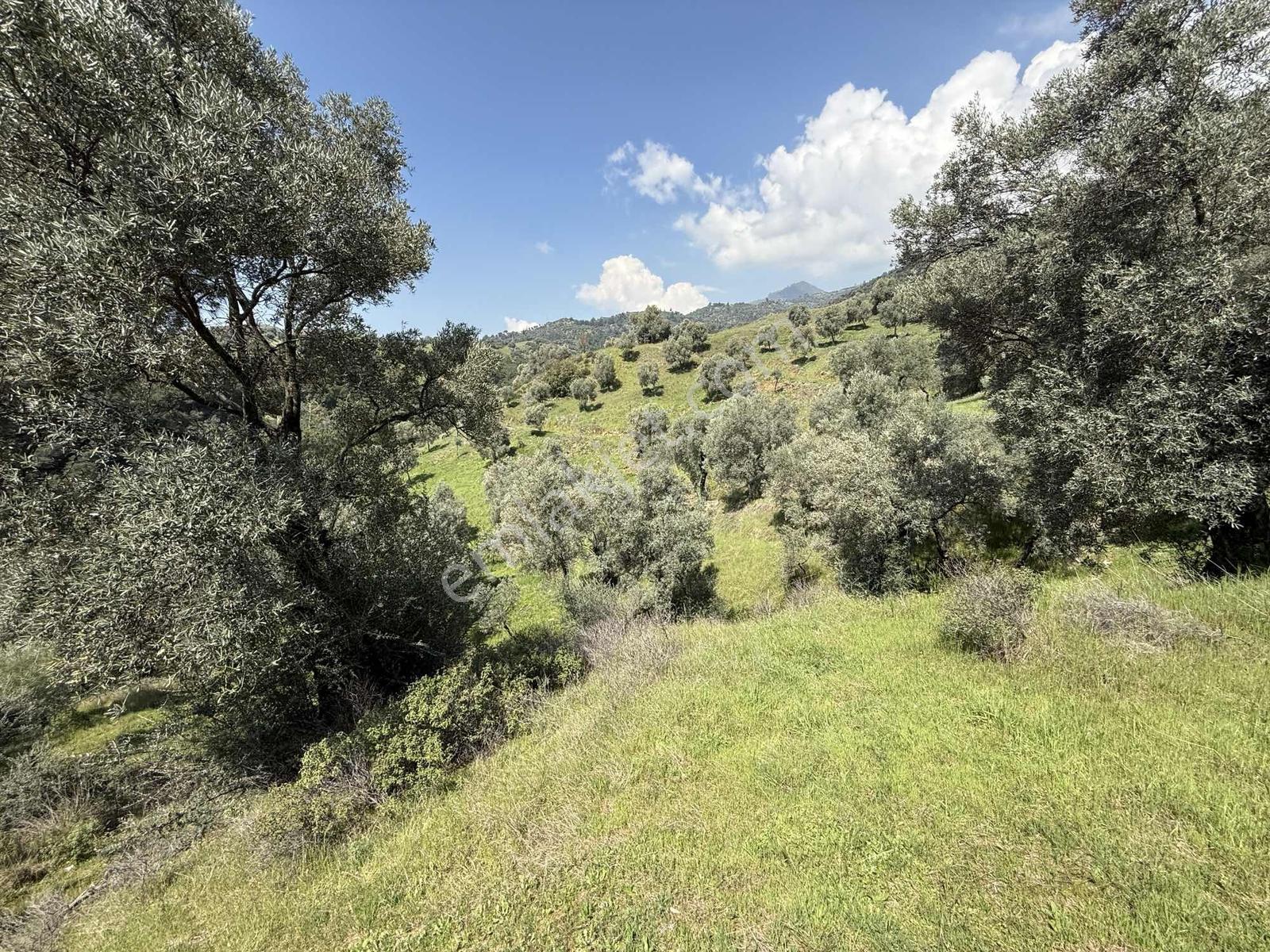 Remax Pin'den Danişmentte 4381 M2 Ana Yola Cephe Zeytinlik - Görsel 9
