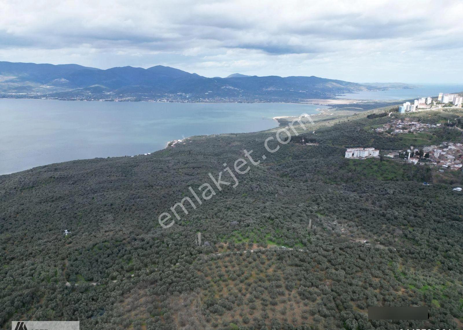 Edincik'te Arte-mülk Yönetiminden 1.581 Metre2 Zeytinlik - Görsel 5