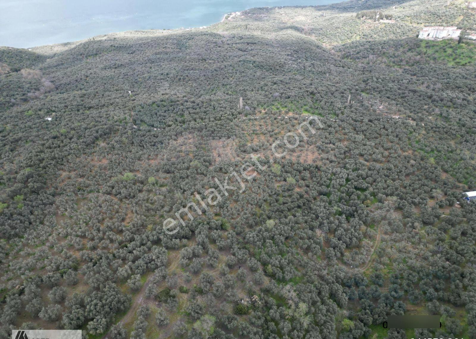 Edincik'te Arte-mülk Yönetiminden 1.581 Metre2 Zeytinlik - Görsel 4