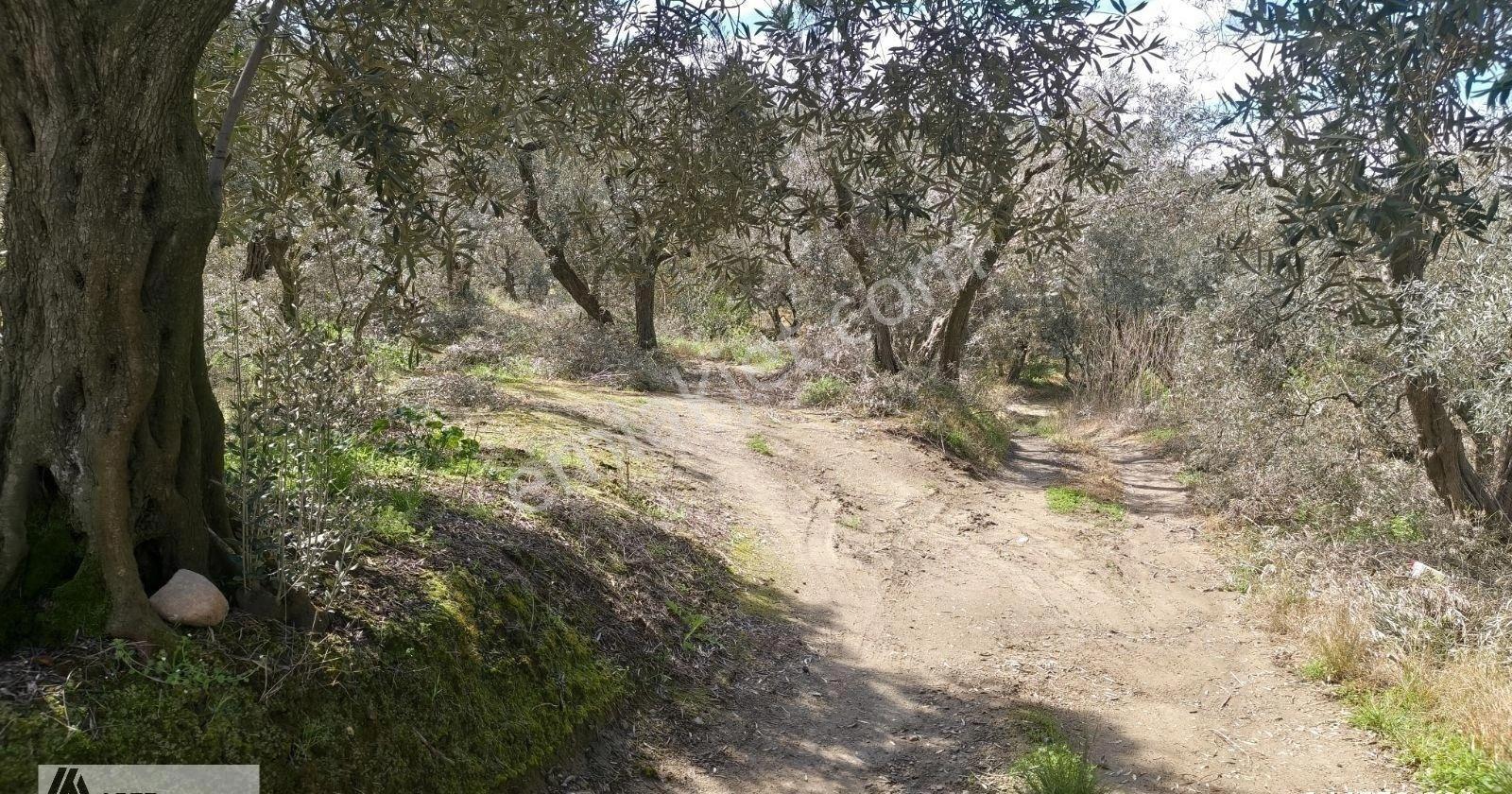 Edincik'te Arte-mülk Yönetiminden 1.581 Metre2 Zeytinlik - Görsel 13