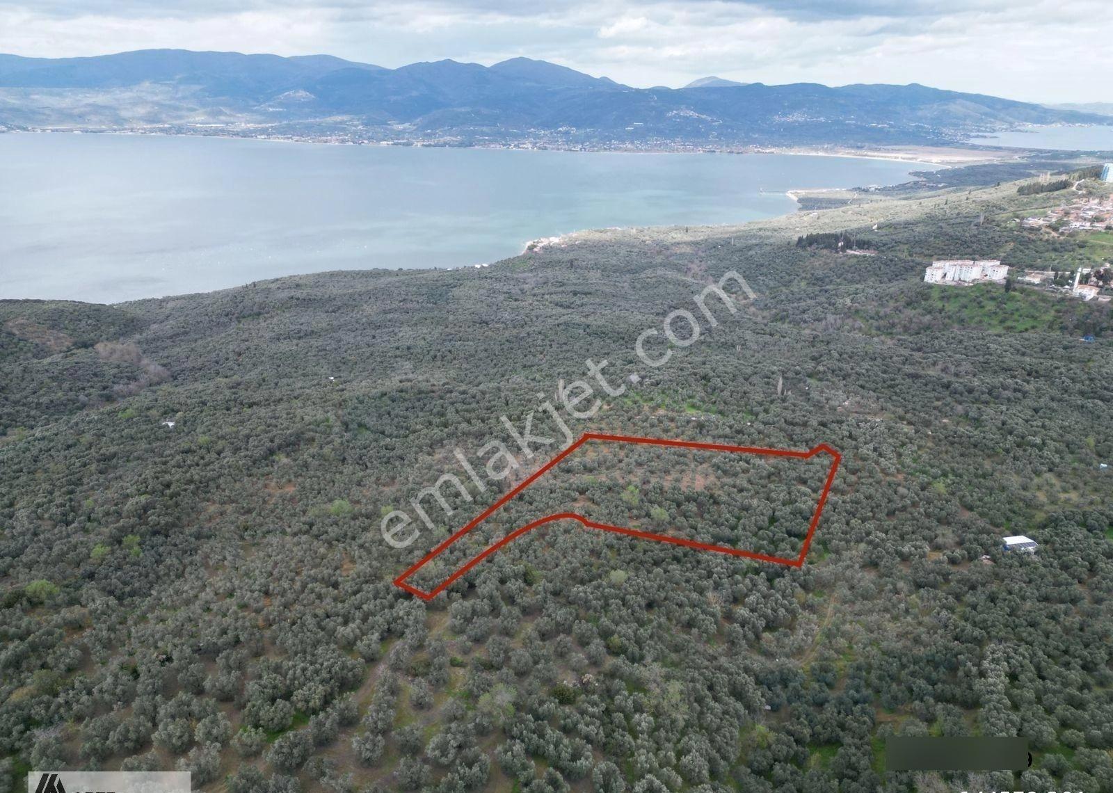 Edincik'te Arte-mülk Yönetiminden 1.581 Metre2 Zeytinlik - Görsel 6