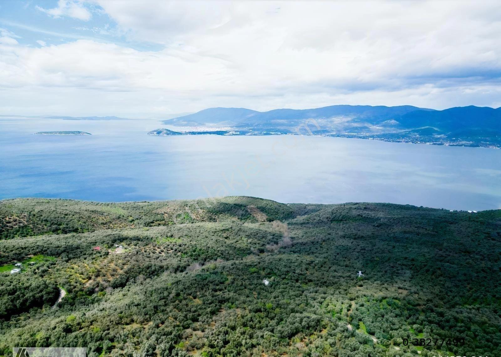 Edincik'te Arte-mülk Yönetiminden 1.581 Metre2 Zeytinlik - Görsel 10