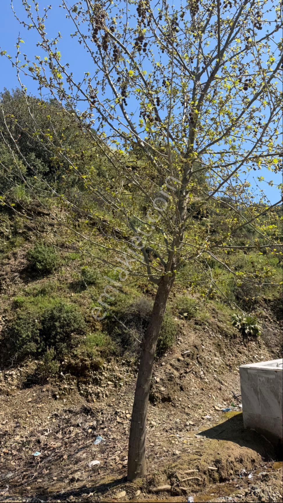 Beyaz Gayrimenkulden Turgutlu Osmancık Mh De Satılık 2.972 M2 Tarla - Görsel 3