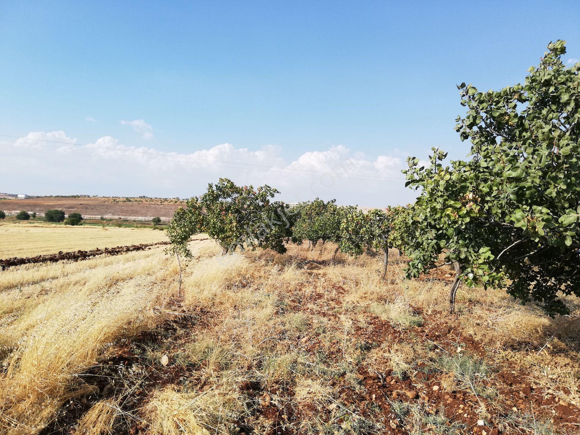 Bedirkent İmar Yanı Fıstıklık Yeni Osb Yanı - Görsel 14