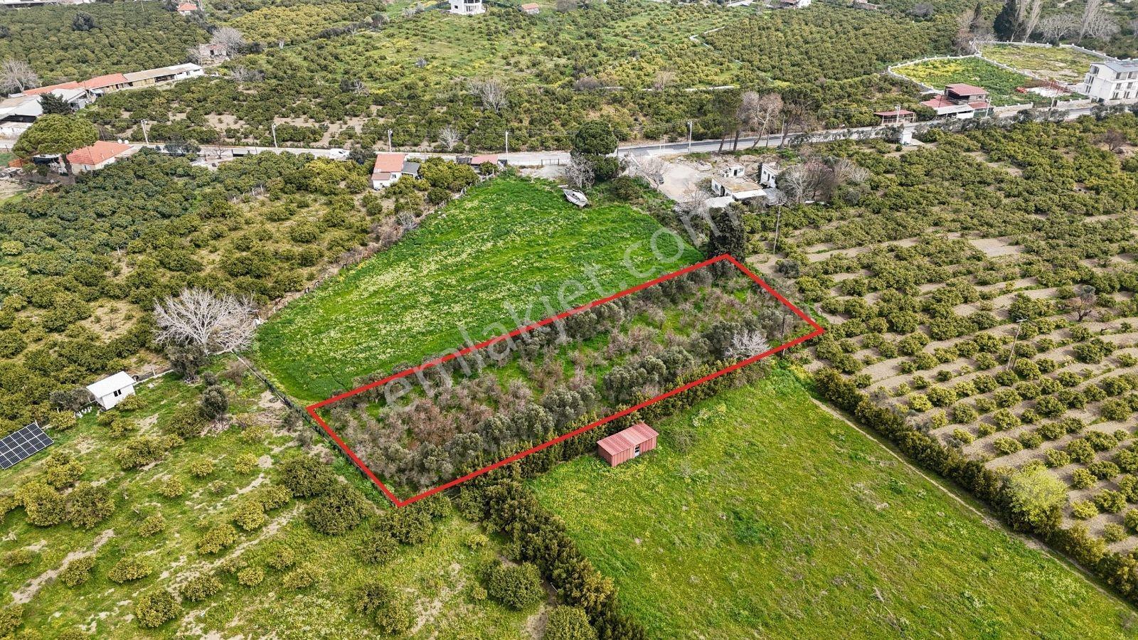 Sığacık'ta Satılık Narenciye Bahçesi - Görsel 2