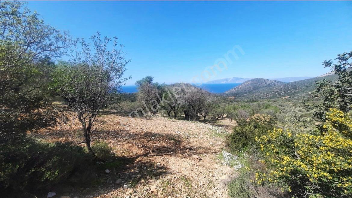 Datça Cumalı Kızılağaçta Deniz & Doğa Manzaralı Bademlik - Görsel 8