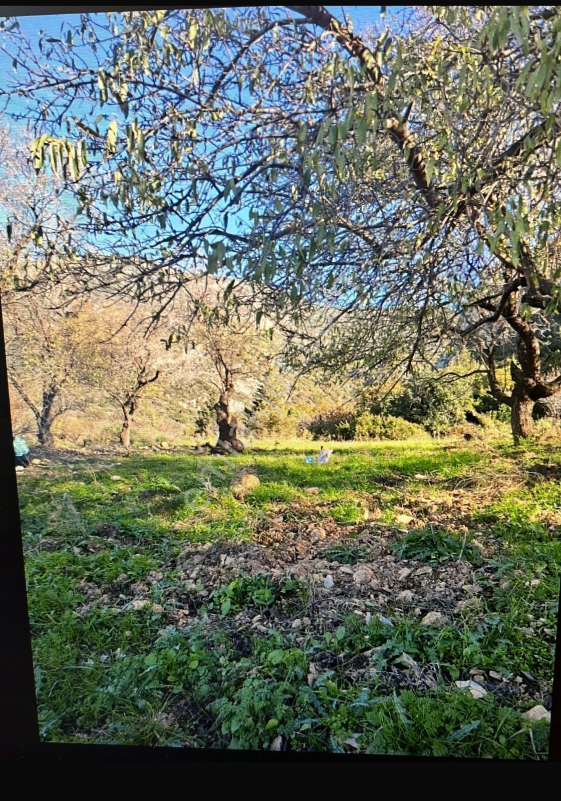 Datça Cumalı Kızılağaçta Deniz & Doğa Manzaralı Bademlik - Görsel 4