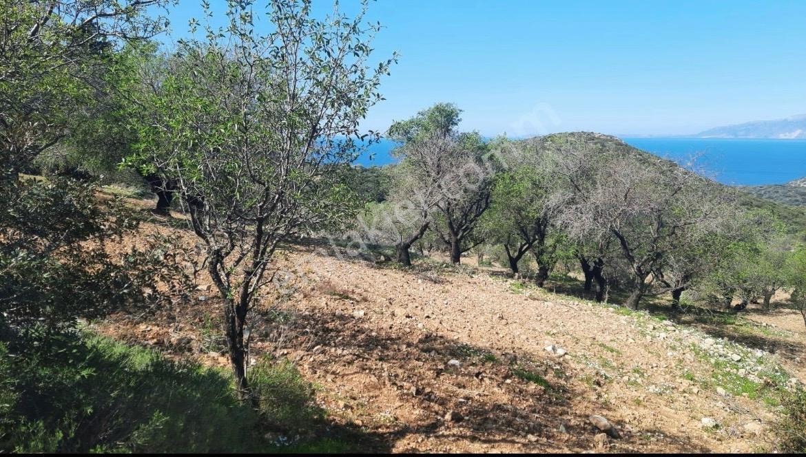 Datça Cumalı Kızılağaçta Deniz & Doğa Manzaralı Bademlik - Görsel 11