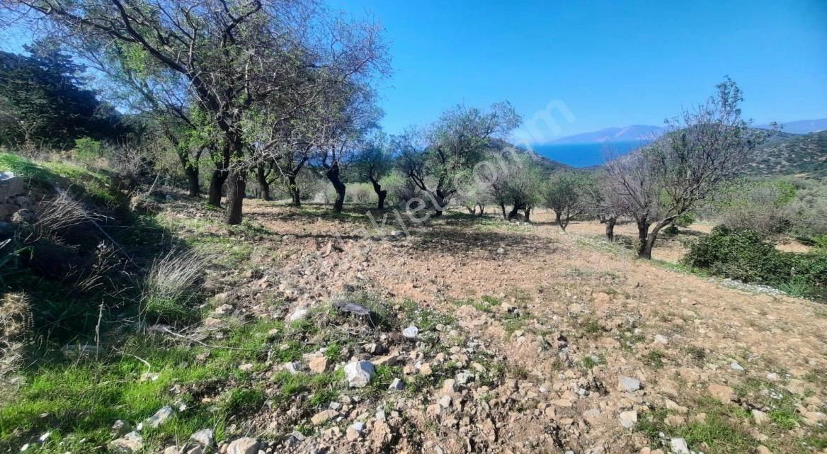 Datça Cumalı Kızılağaçta Deniz & Doğa Manzaralı Bademlik - Görsel 9