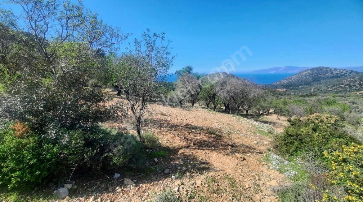 Datça Cumalı Kızılağaçta Deniz & Doğa Manzaralı Bademlik