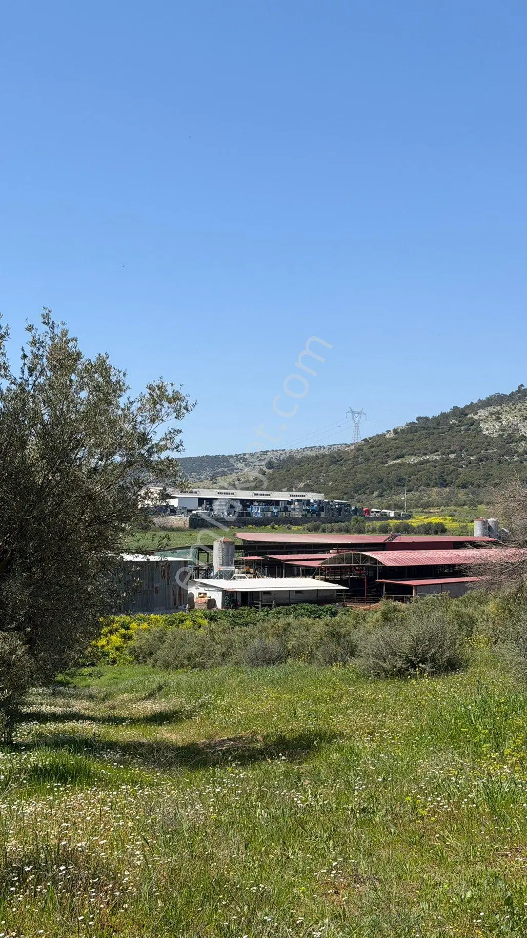 Beyaz Gayrimenkulden Sancaklı İgdecik Mh Satılık 6 Dönüm Zeytinlik - Görsel 29