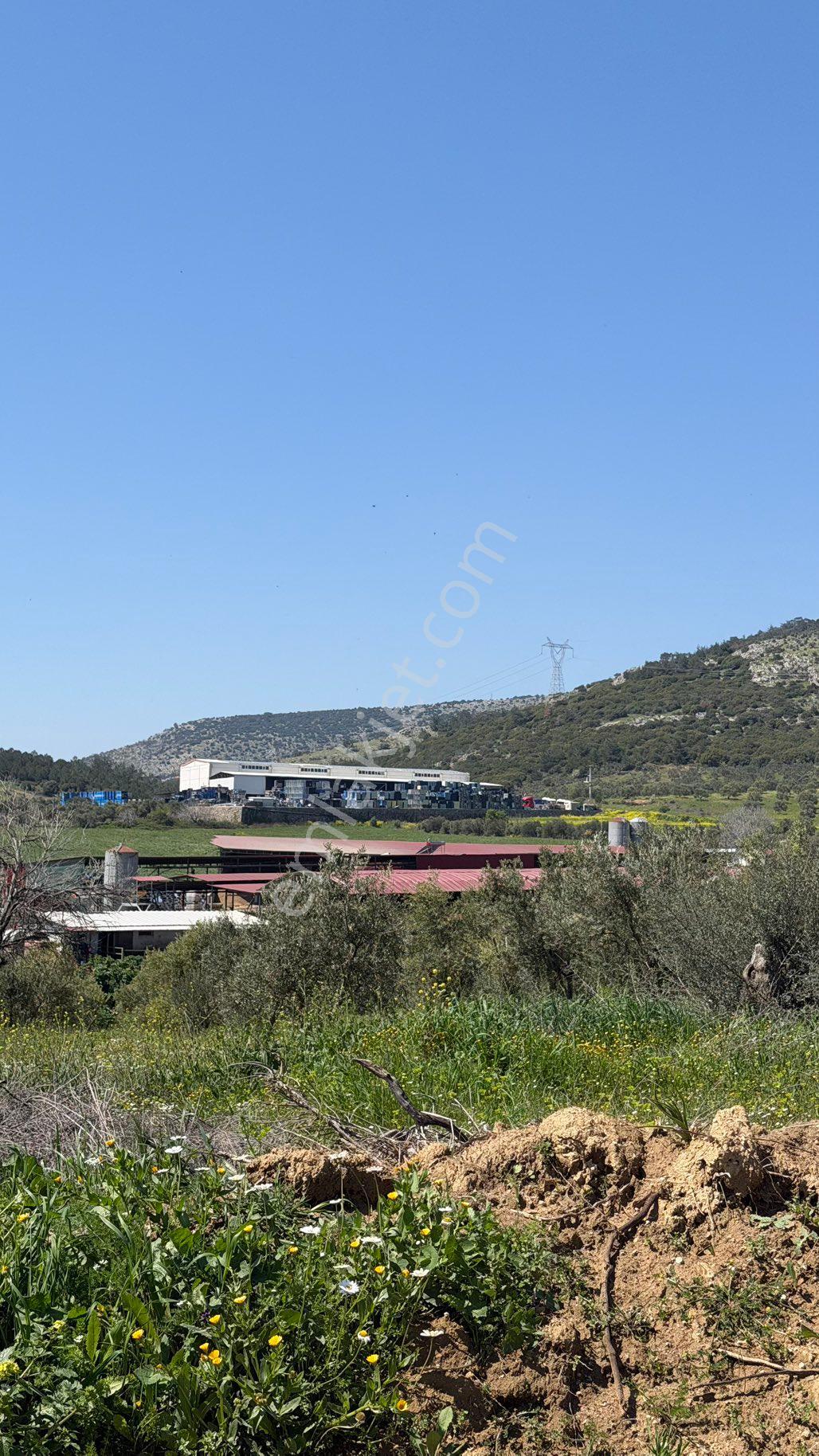 Beyaz Gayrimenkulden Sancaklı İgdecik Mh Satılık 6 Dönüm Zeytinlik - Görsel 9