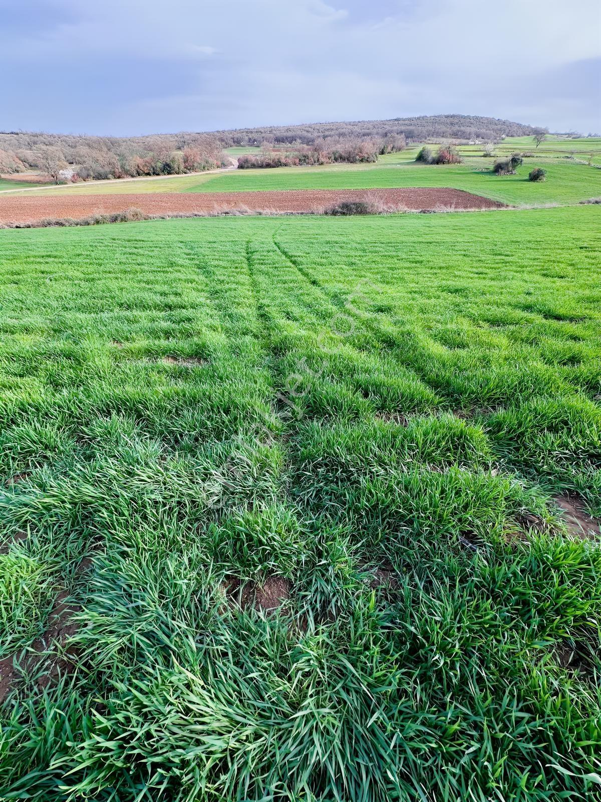 Bursa Yenişehir Osmaniye'de Satılık 22.515 - Görsel 3