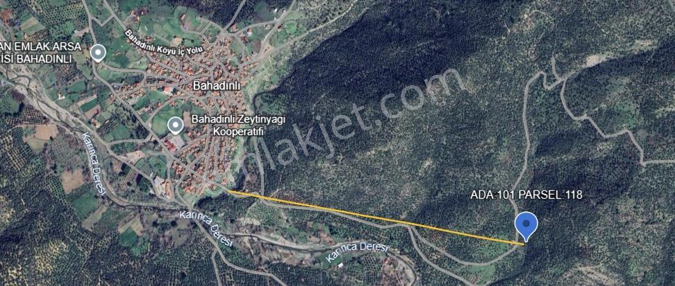 Burhaniye Kuyucakta Acil Satılık Zeytinlik