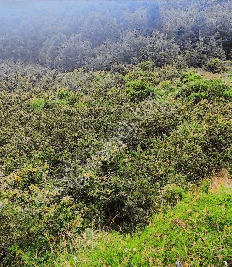 Sakarya Geyve'de 7.600 M2 Fırsat Arazi - Görsel 2