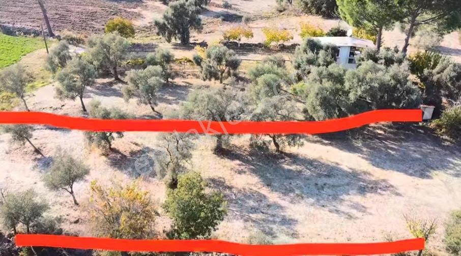 İnceoğlu'ndan Muğla Milas İlçesi Kuzyaka'da Satılık Tarla - Görsel 3
