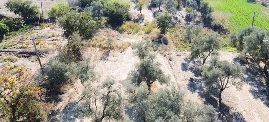 İnceoğlu'ndan Muğla Milas İlçesi Kuzyaka'da Satılık Tarla - Görsel 8