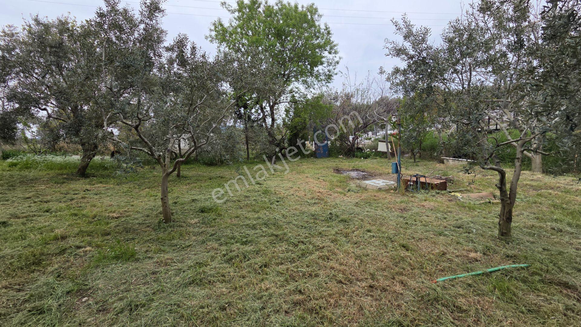 Buca Kırklar’da 1180 M² Zeytinli Tarla İçinde 50 M² Yapı Tam Tapu - Asfalt Cepheli Elekt Su Hazır - Görsel 3