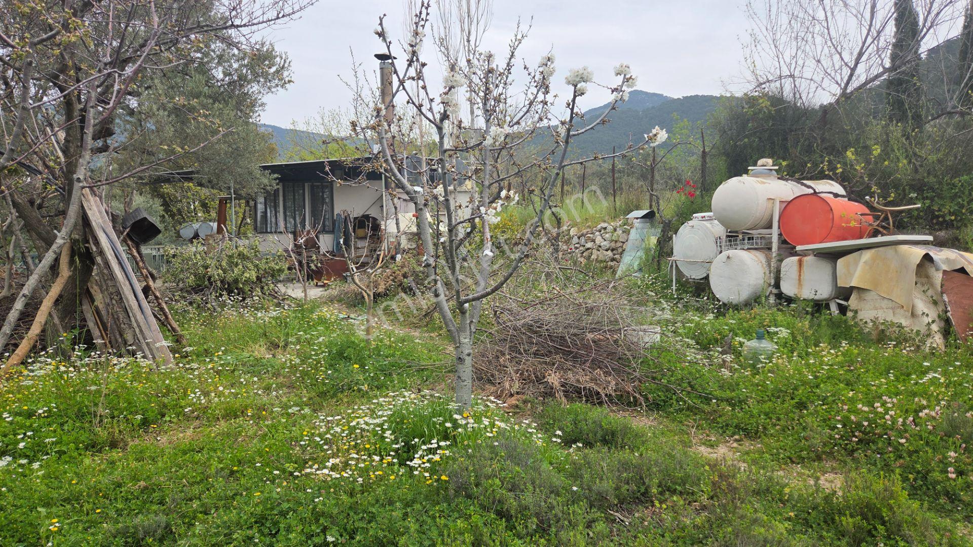 Buca Kırklar’da 1180 M² Zeytinli Tarla İçinde 50 M² Yapı Tam Tapu - Asfalt Cepheli Elekt Su Hazır - Görsel 15