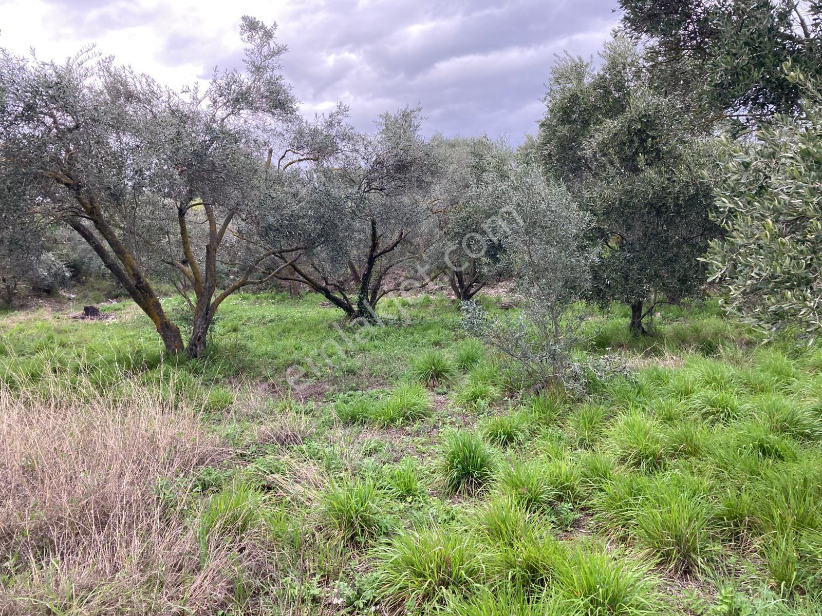 Daire Takaslı Sulu Zeytin Bahçesi 12.500 M2 - Görsel 2