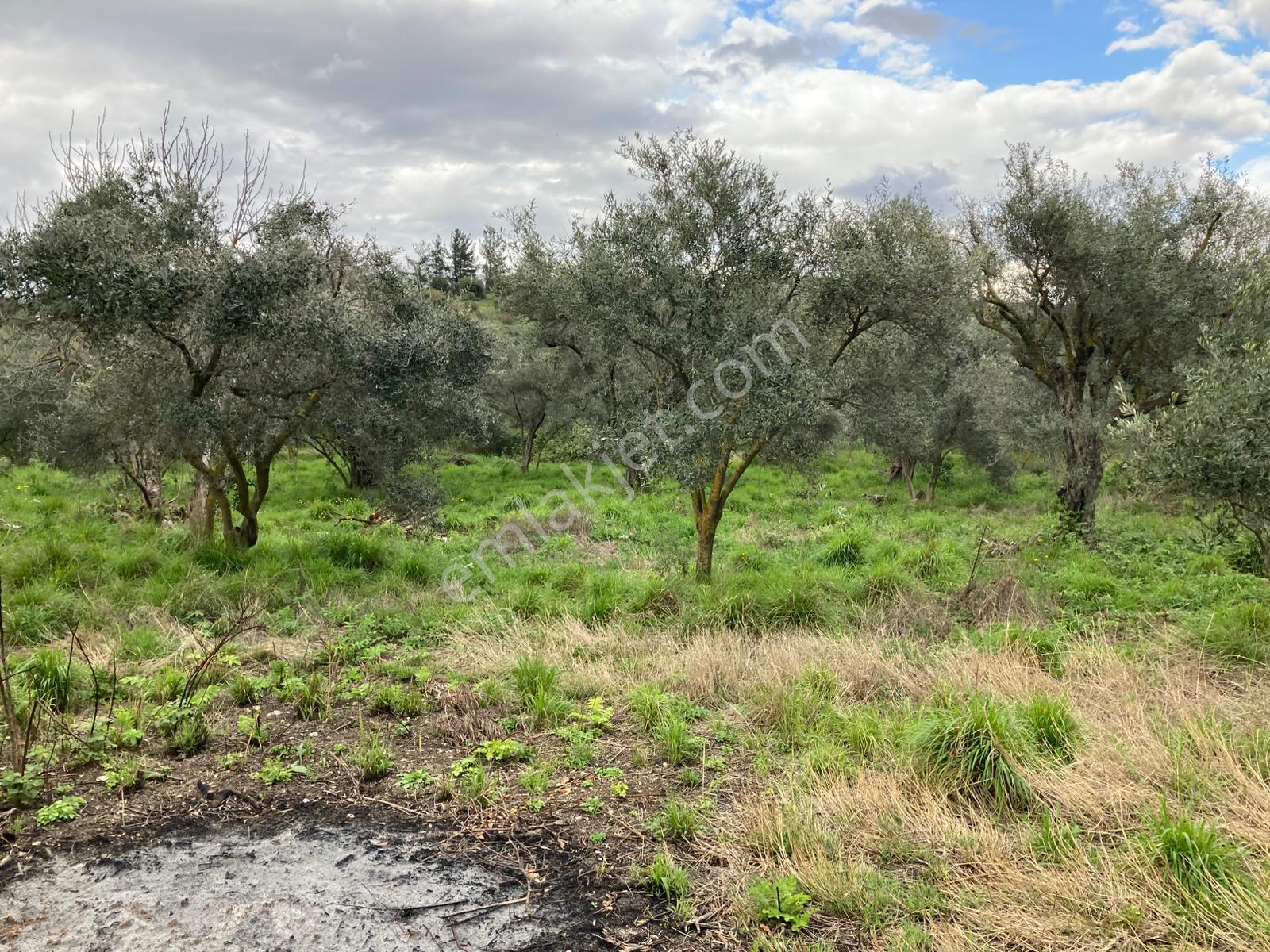 Daire Takaslı Sulu Zeytin Bahçesi 12.500 M2 - Görsel 10