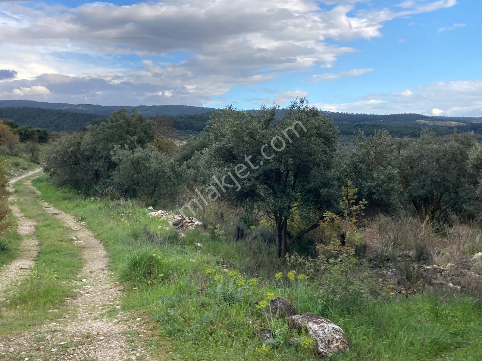 Daire Takaslı Sulu Zeytin Bahçesi 12.500 M2 - Görsel 5