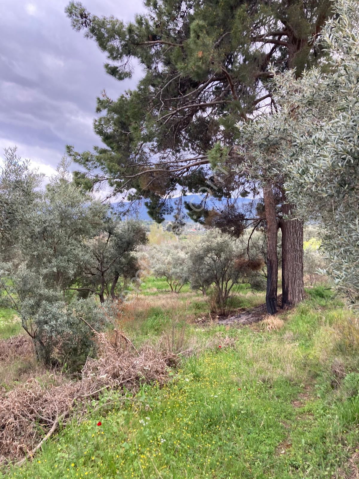 Daire Takaslı Sulu Zeytin Bahçesi 12.500 M2 - Görsel 7