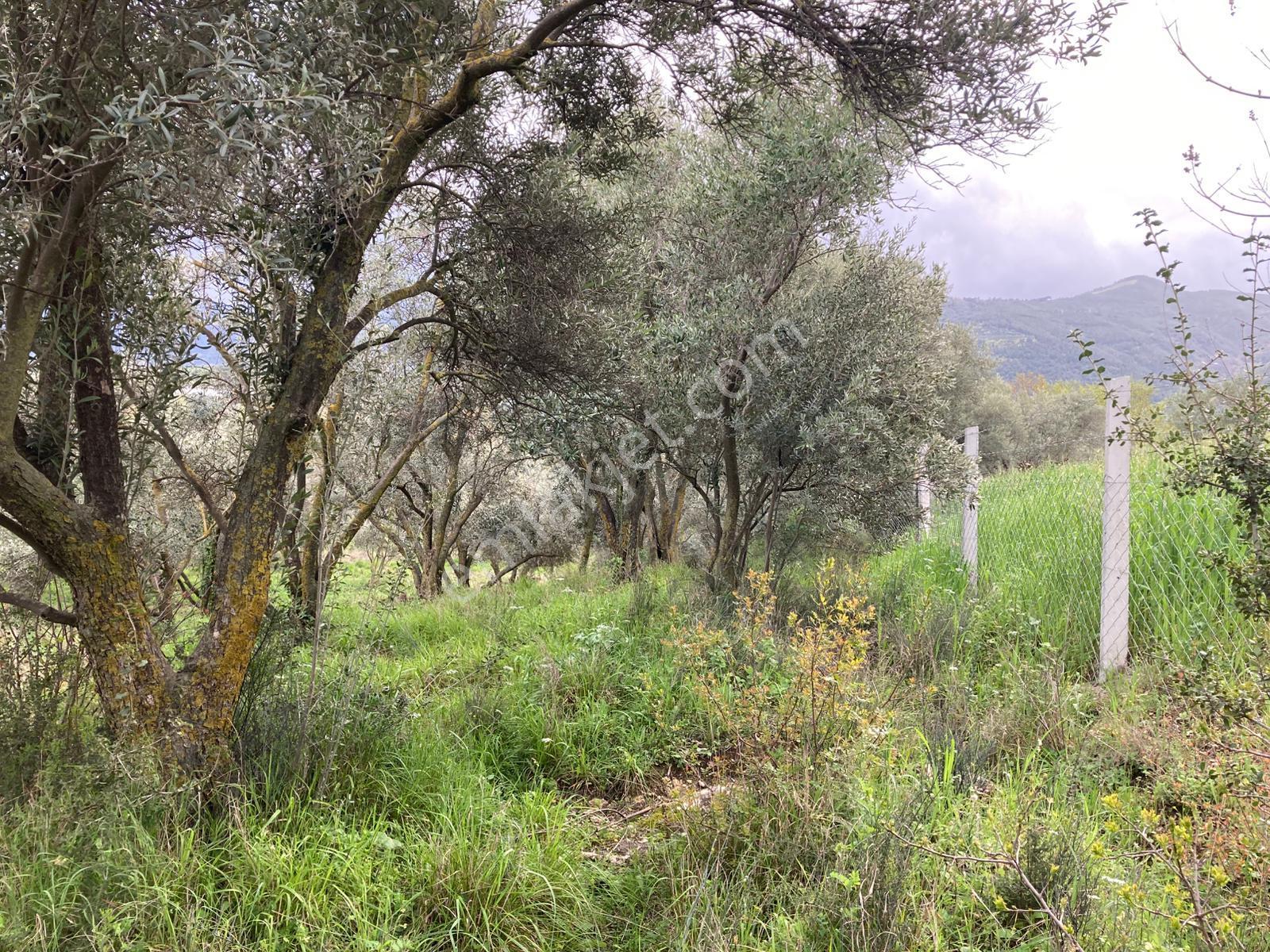 Daire Takaslı Sulu Zeytin Bahçesi 12.500 M2 - Görsel 9