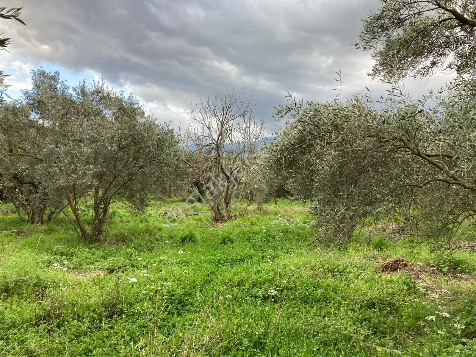 Daire Takaslı Sulu Zeytin Bahçesi 12.500 M2 - Görsel 6