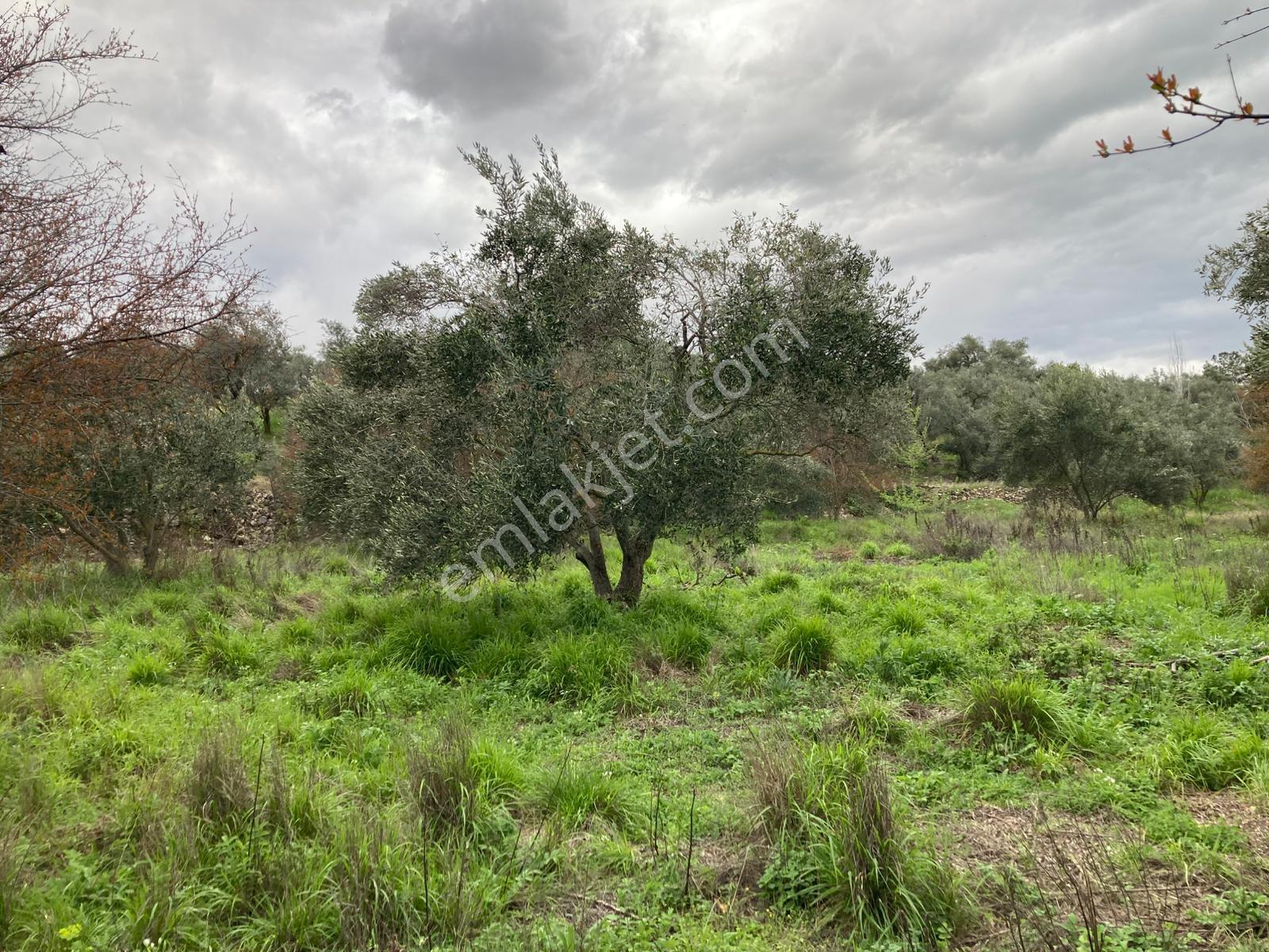 Daire Takaslı Sulu Zeytin Bahçesi 12.500 M2 - Görsel 3