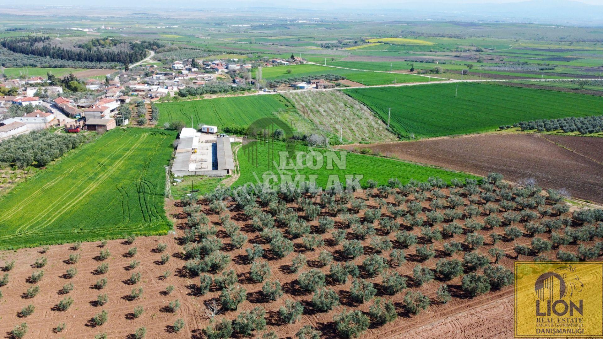 Lıon Emlak'tan Karacabey Danişmen'te İçerisinde Yarı Açık Tesis Olan Fırsat Tarla - Görsel 14