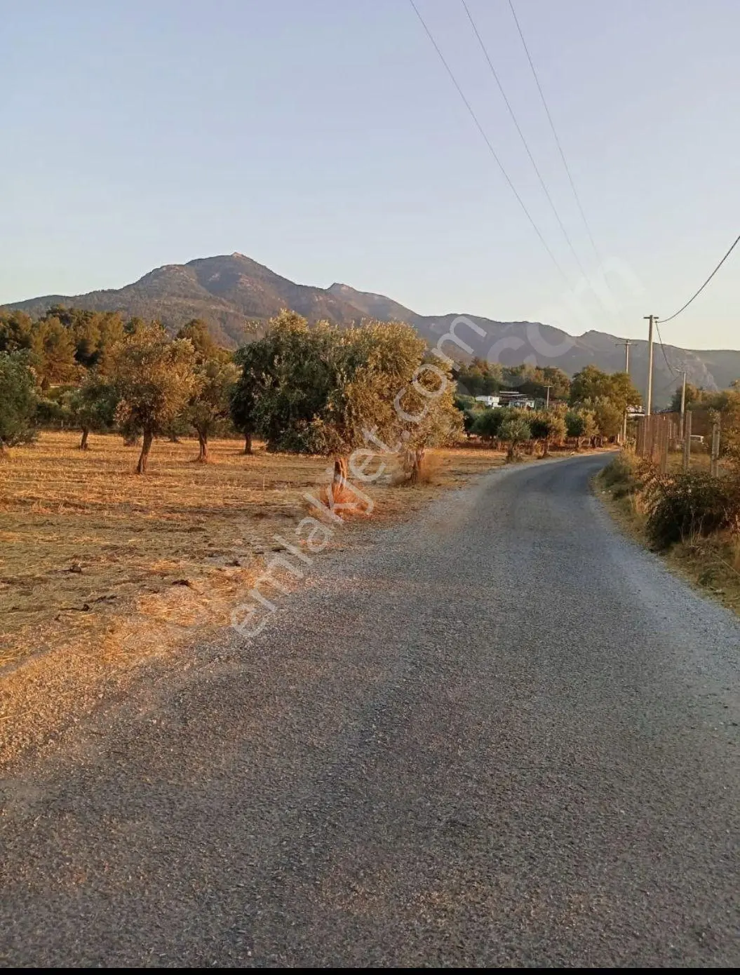 Aşağı Kızılca Ovasında Satılık Zeytinlik (armutlu Anayola Yakın)