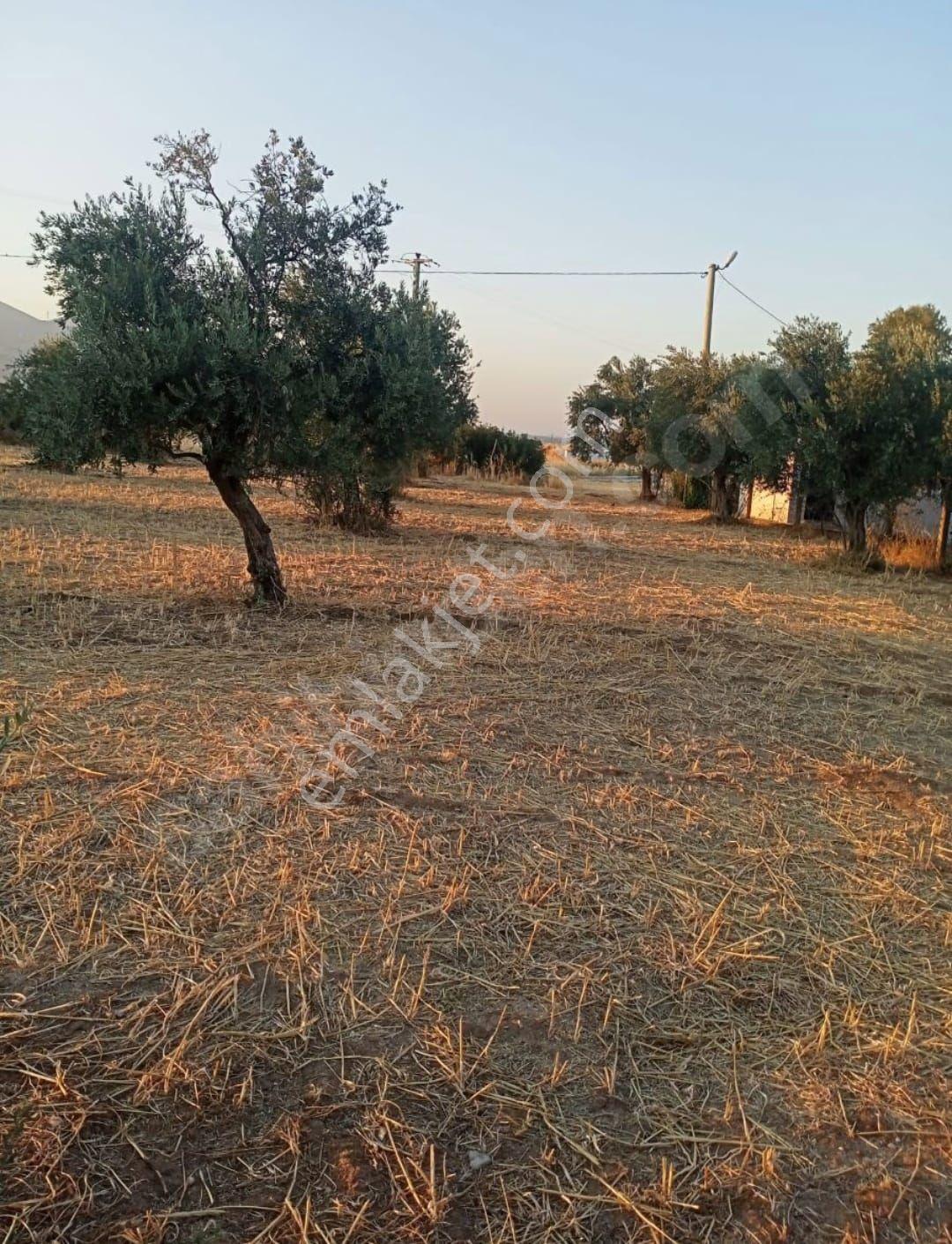 Aşağı Kızılca Ovasında Satılık Zeytinlik (armutlu Anayola Yakın) - Görsel 9