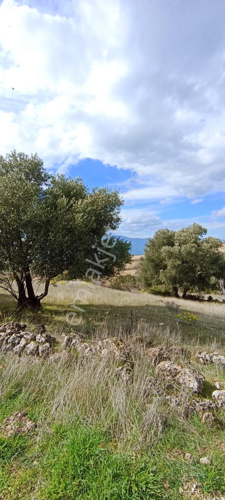 Bozdoğan Koyuncular Mahallesinde Satılık 7 Dönüm Zeytinlik - Görsel 4