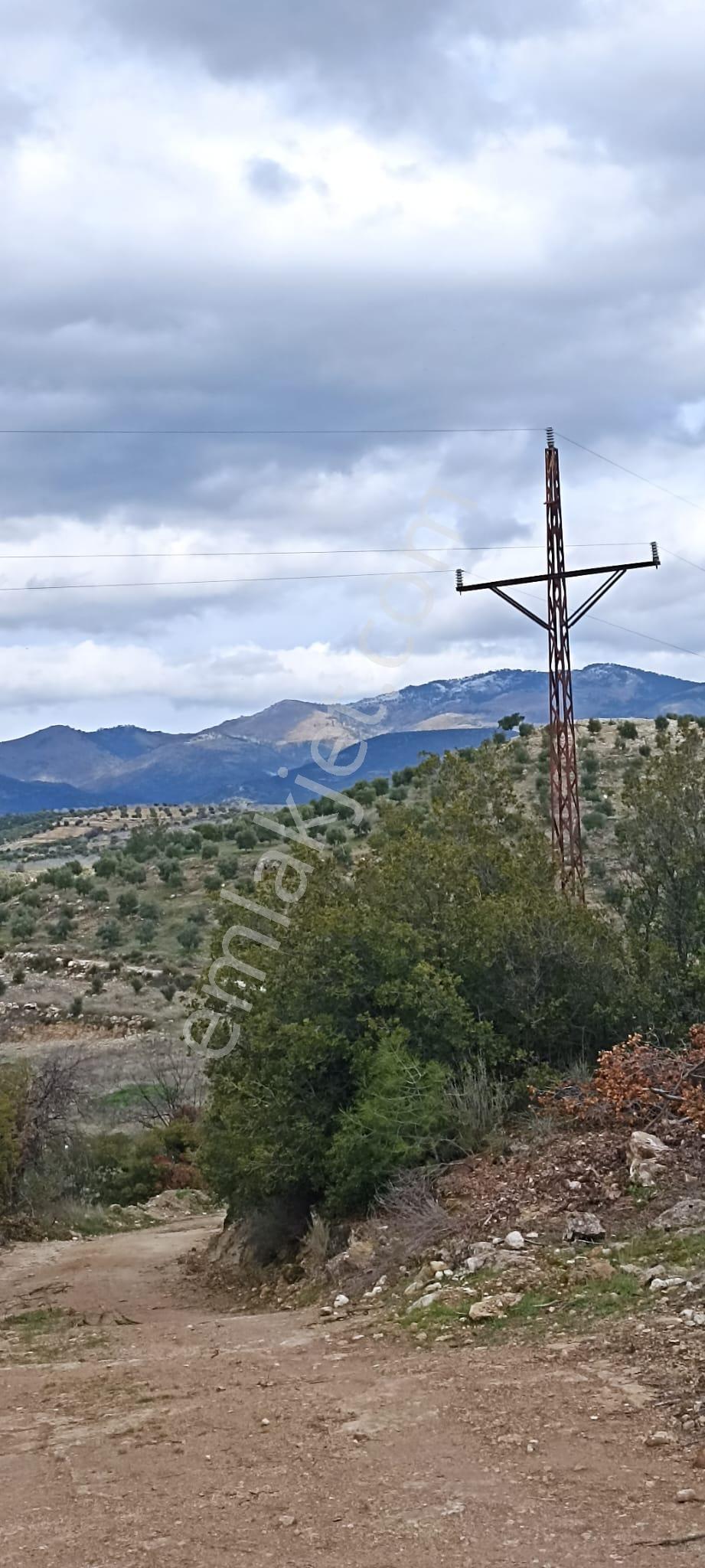 Bozdoğan Koyuncular Mahallesinde Satılık 7 Dönüm Zeytinlik - Görsel 31