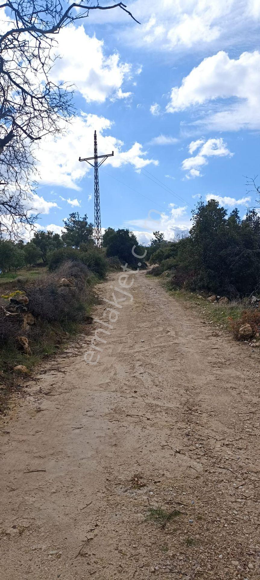 Bozdoğan Koyuncular Mahallesinde Satılık 7 Dönüm Zeytinlik - Görsel 7