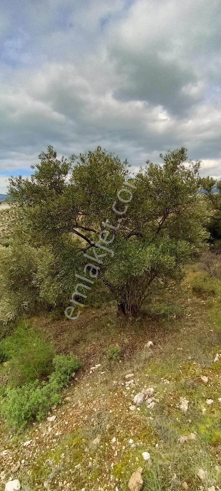 Bozdoğan Koyuncular Mahallesinde Satılık 7 Dönüm Zeytinlik - Görsel 29
