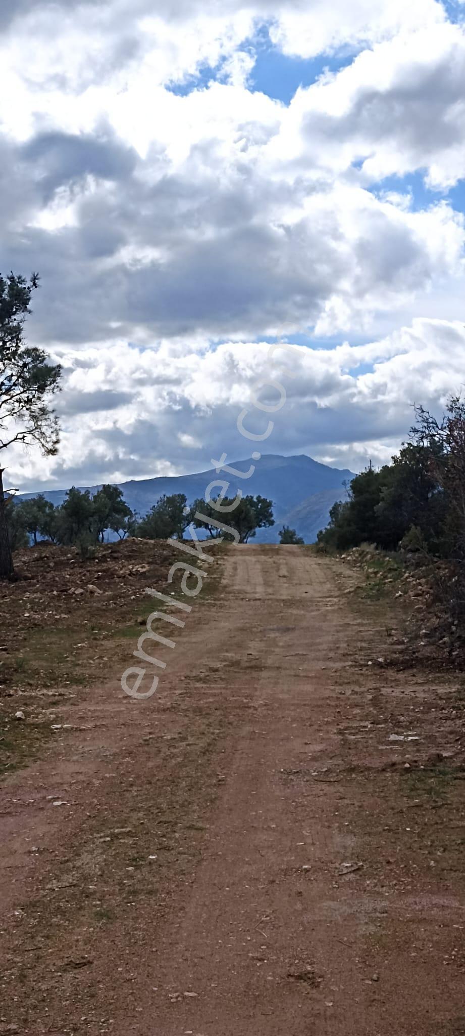 Bozdoğan Koyuncular Mahallesinde Satılık 7 Dönüm Zeytinlik - Görsel 30