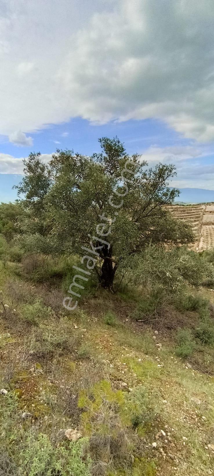 Bozdoğan Koyuncular Mahallesinde Satılık 7 Dönüm Zeytinlik - Görsel 24