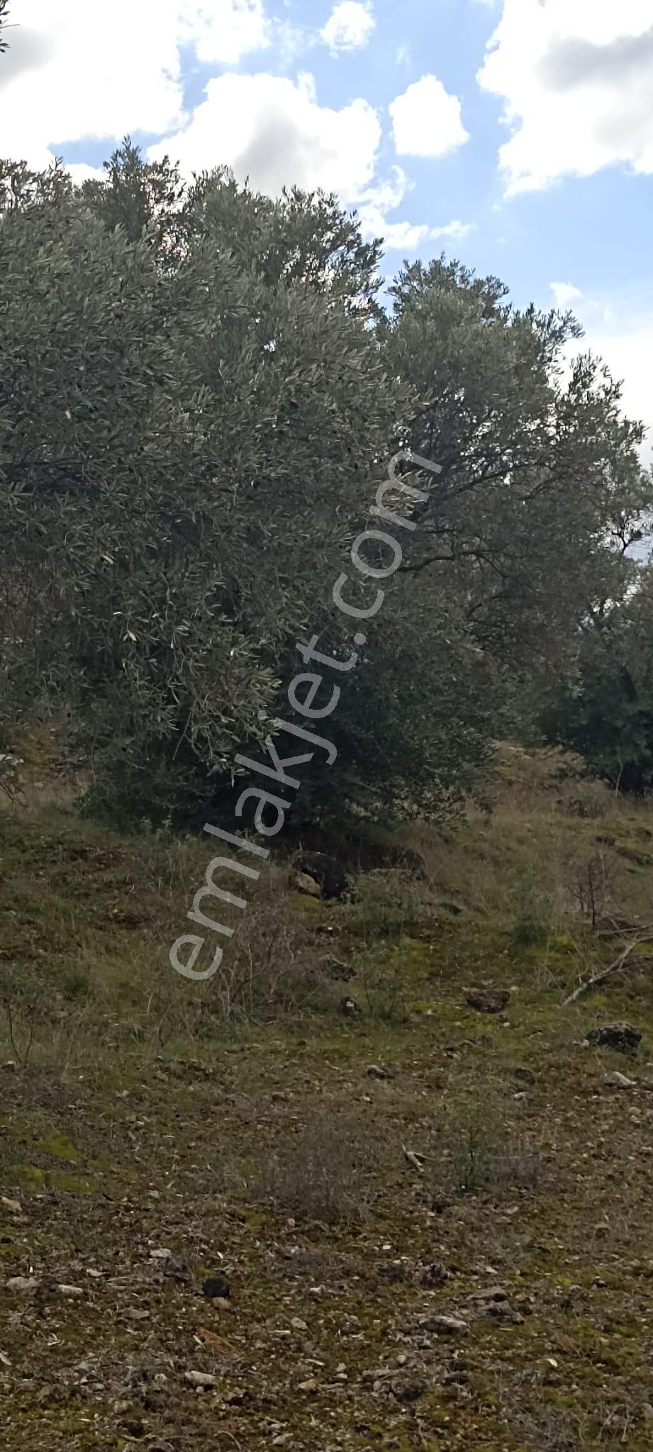 Bozdoğan Koyuncular Mahallesinde Satılık 7 Dönüm Zeytinlik - Görsel 28