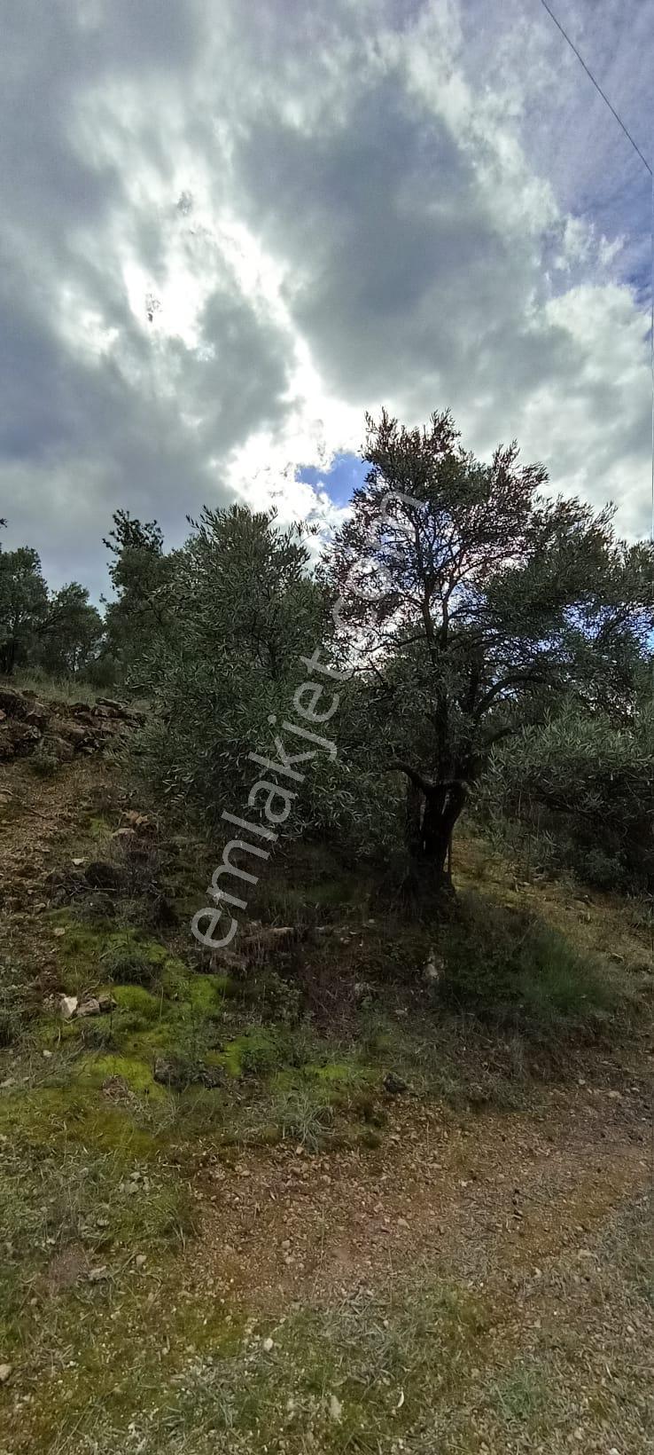 Bozdoğan Koyuncular Mahallesinde Satılık 7 Dönüm Zeytinlik - Görsel 22